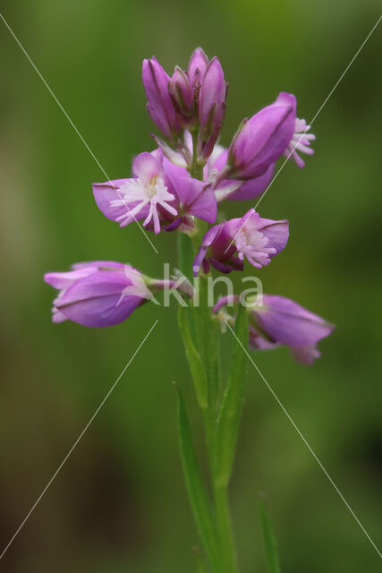 Kuifvleugeltjesbloem (Polygala comosa)