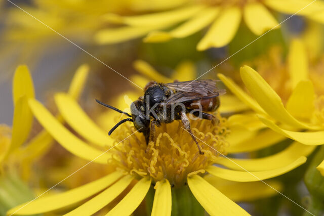 Bonte viltbij (Epeoloides coecutiens)