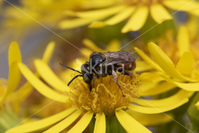 Cleptoparasitic Bee (Epeoloides coecutiens)