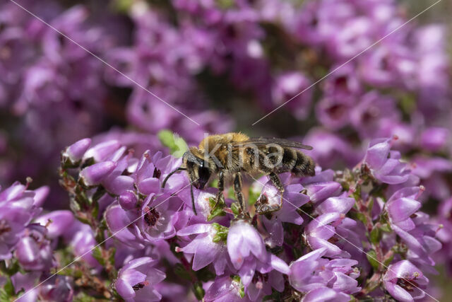 Heidezandbij (Andrena fuscipes)