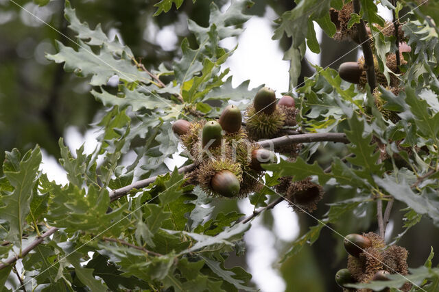 Moseik (Quercus cerris)