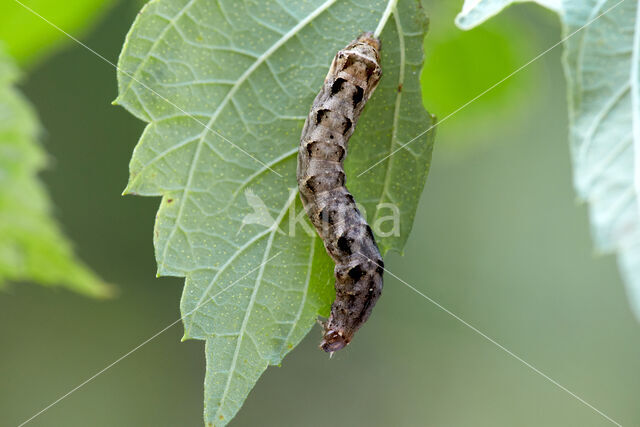 Houtspaander (Axylia putris)