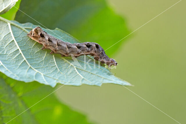 Houtspaander (Axylia putris)