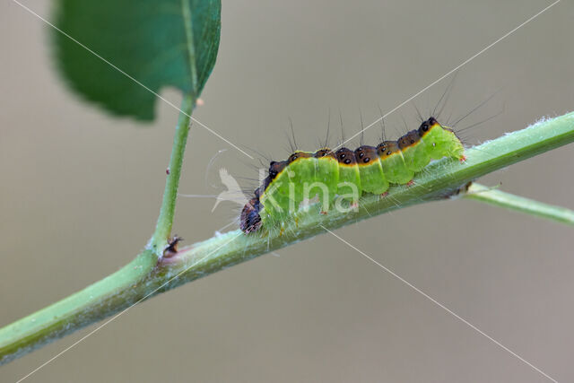 Moerasbos-uil (Acronicta strigosa)