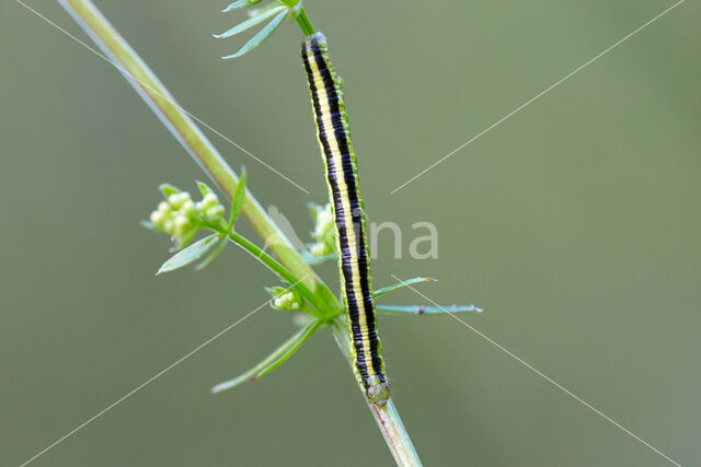 Bonte walstrospanner (Catarhoe cuculata)