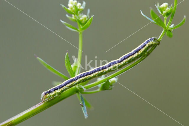 Bonte walstrospanner (Catarhoe cuculata)