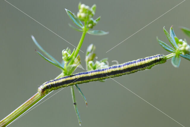 Bonte walstrospanner (Catarhoe cuculata)