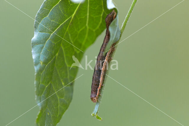 Zwarte c-uil (Xestia c-nigrum)