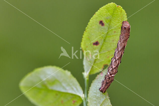 Kleine herculesspanner (Cepphis advenaria)