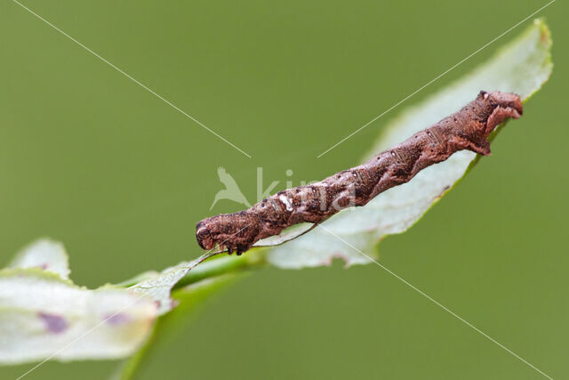 Kleine herculesspanner (Cepphis advenaria)