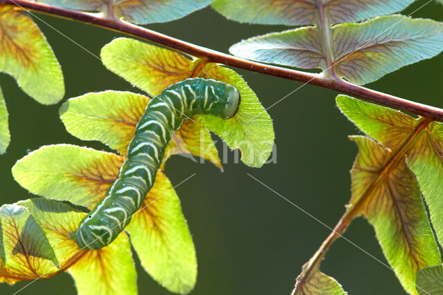 Varenuil (Callopistria juventina)