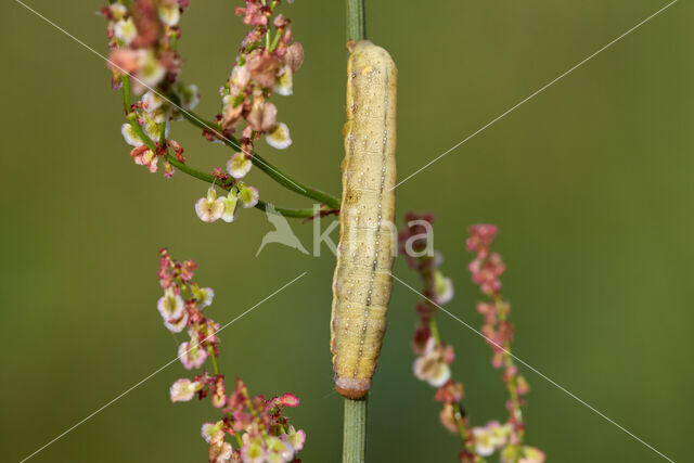 Meldevlinder (Trachea atriplicis)