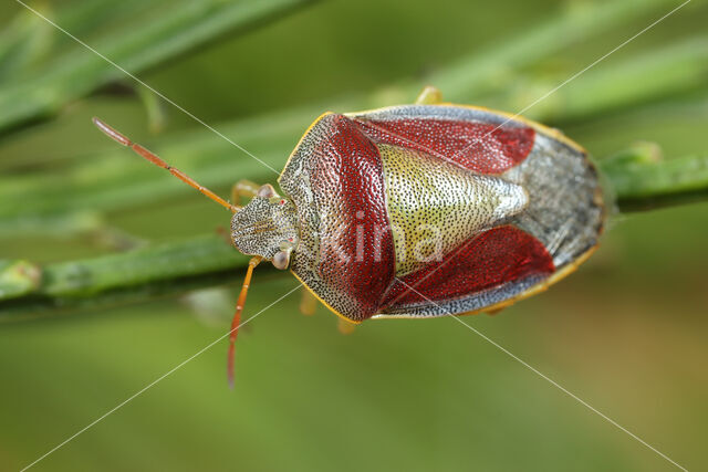 Gaspeldoornschildwants (Piezodorus lituratus)