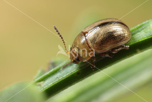 Gonioctena olivacea