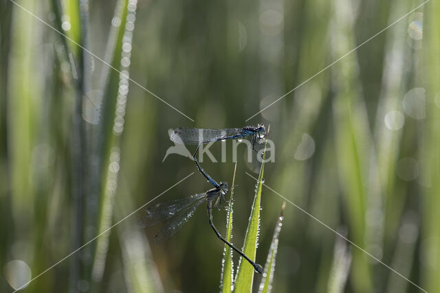 Variabele waterjuffer (Coenagrion pulchellum)