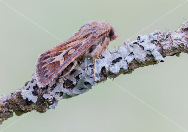 Bonte grasuil (Cerapteryx graminis)