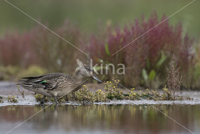 Wintertaling (Anas crecca)