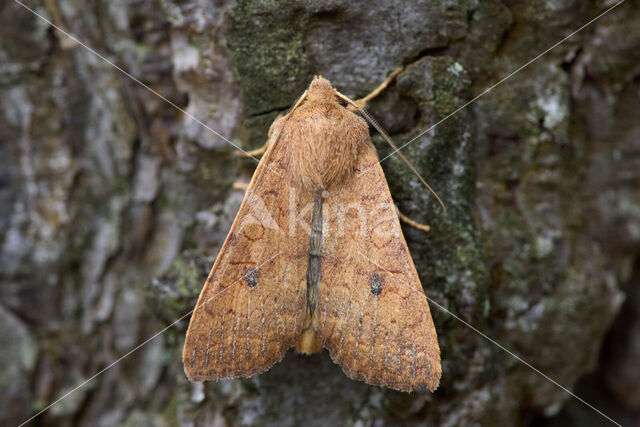 Brick (Agrochola circellaris)