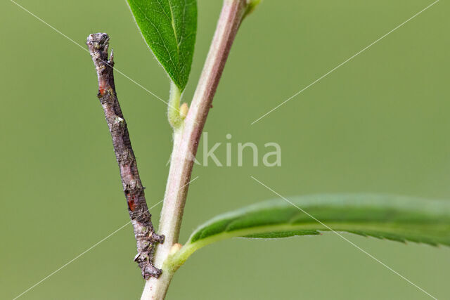 Getande spanner (Odontopera bidentata)