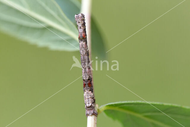 Getande spanner (Odontopera bidentata)