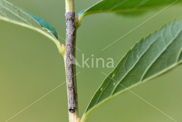 Getande spanner (Odontopera bidentata)