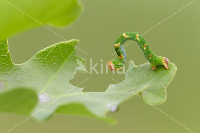 Gestippelde oogspanner (Cyclophora punctaria)