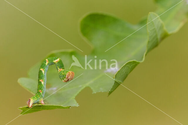 Gestippelde oogspanner (Cyclophora punctaria)