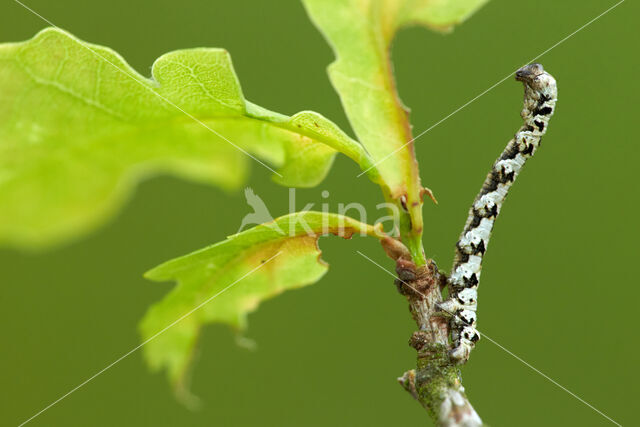 Getande spanner (Odontopera bidentata)