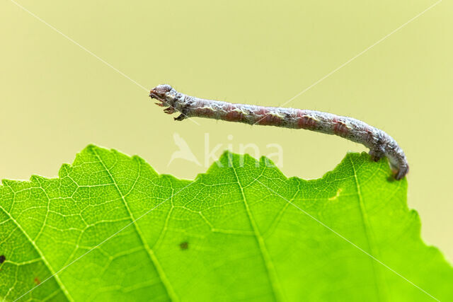 Donker klaverblaadje (Macaria alternata)