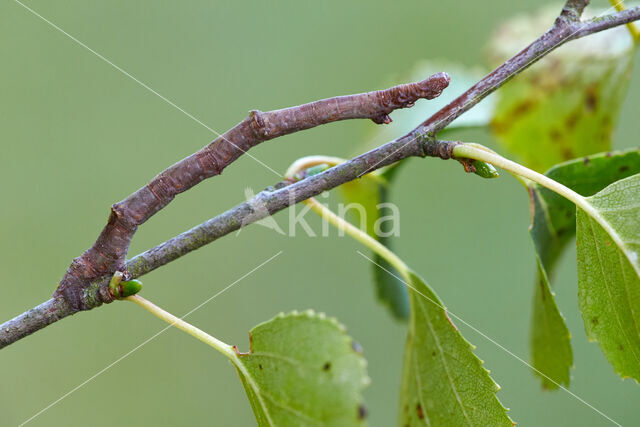 Geelschouderspanner (Ennomos alniaria)