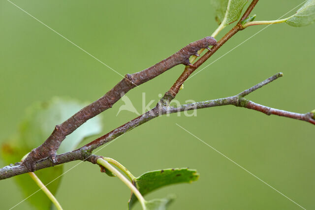 Canary-shouldered Thorn (Ennomos alniaria)