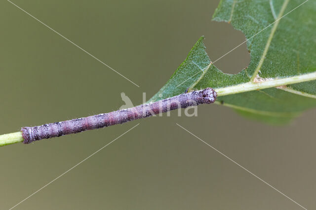 Donker klaverblaadje (Macaria alternata)