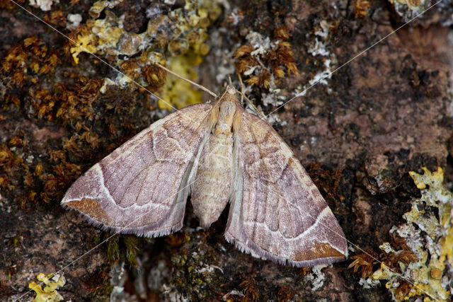 Oranje agaatspanner (Eulithis testata)