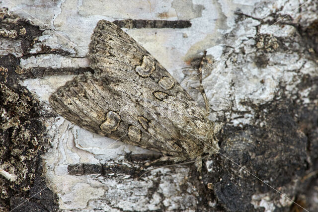 Marmeruil (Polia nebulosa)