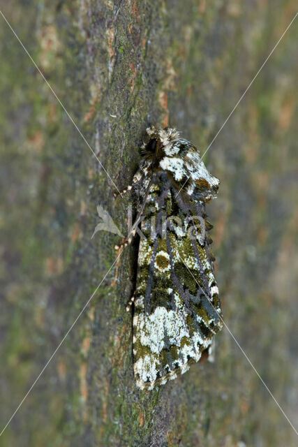 Schedeldrager (Craniophora ligustri)