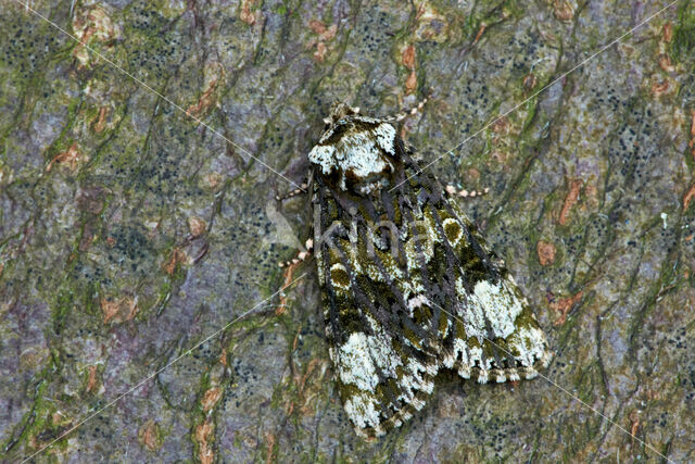 Schedeldrager (Craniophora ligustri)