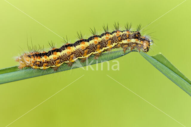 Kleine rietvink (Simyra albovenosa)