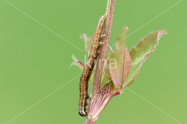 Bruine daguil (Euclidia glyphica)