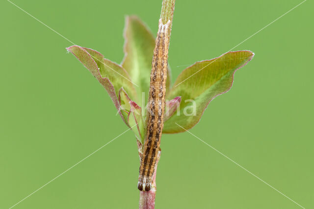 Bruine daguil (Euclidia glyphica)