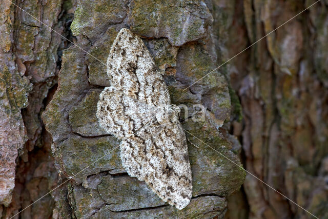 Gewone Spikkelspanner (Ectropis crepuscularia)