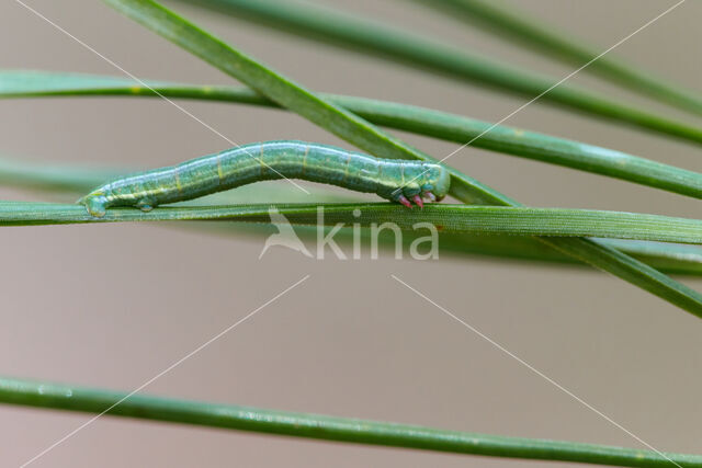 Grey Pine Carpet (Thera obeliscata)