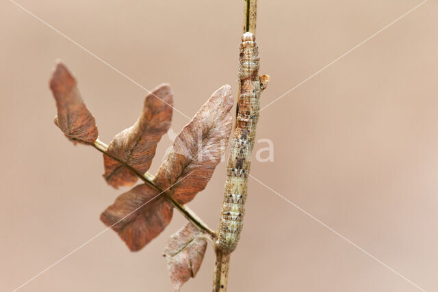 Variabele spikkelspanner (Alcis repandata)