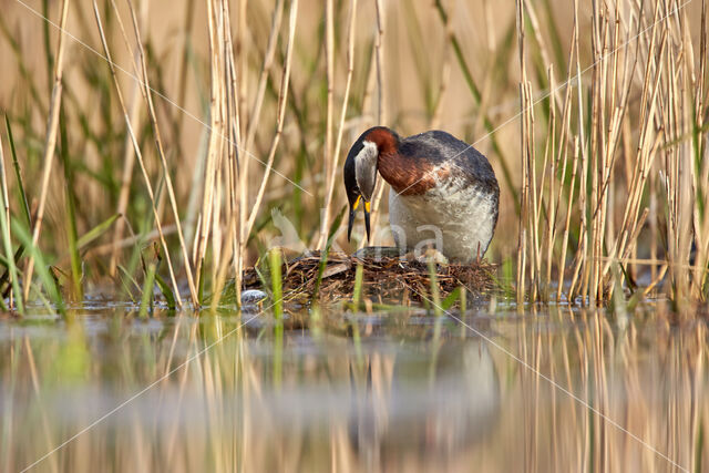 Roodhalsfuut (Podiceps grisegena)