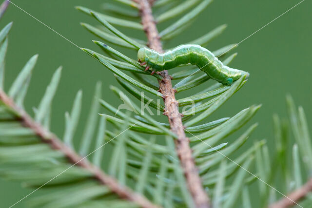 Naaldboomspanner (Thera obeliscata)