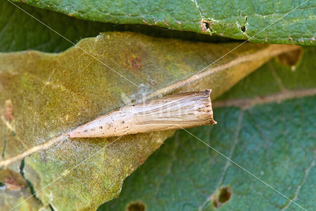 Gemarmerde oogspanner (Cyclophora pendularia)