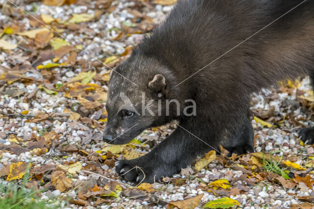 Wolverine (Gulo gulo)