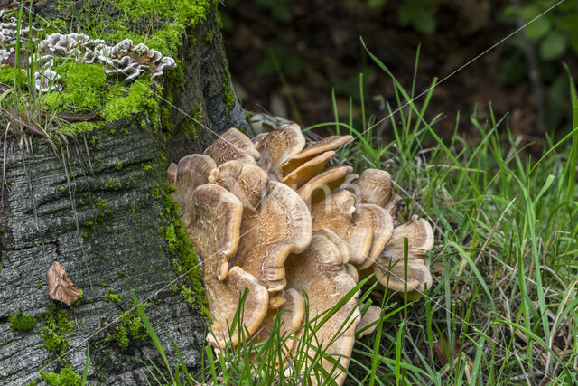 Reuzenzwam (Meripilus giganteus)