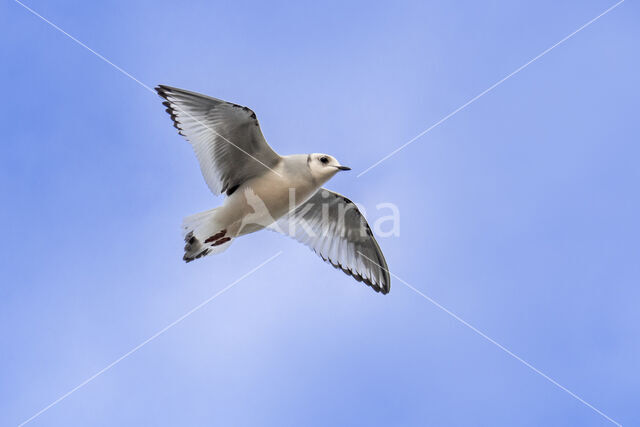 Ross's Gull (Rhodostethia rosea)