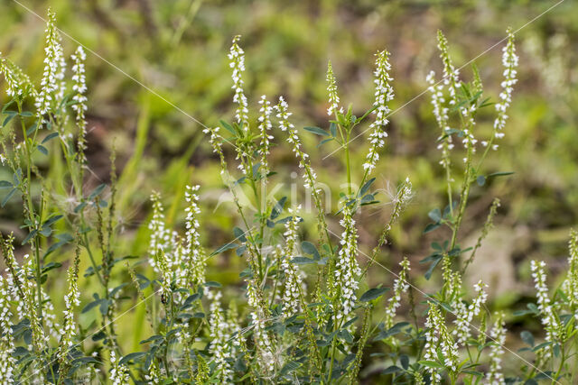 Witte honingklaver (Melilotus albus)