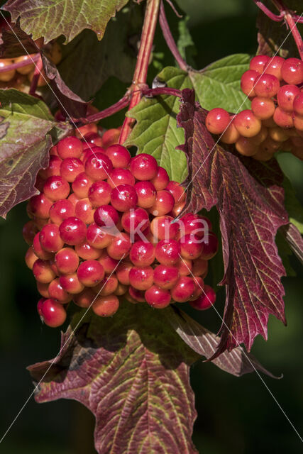 Gelderse roos (Viburnum opulus)